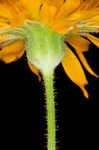 Twoflower dwarfdandelion